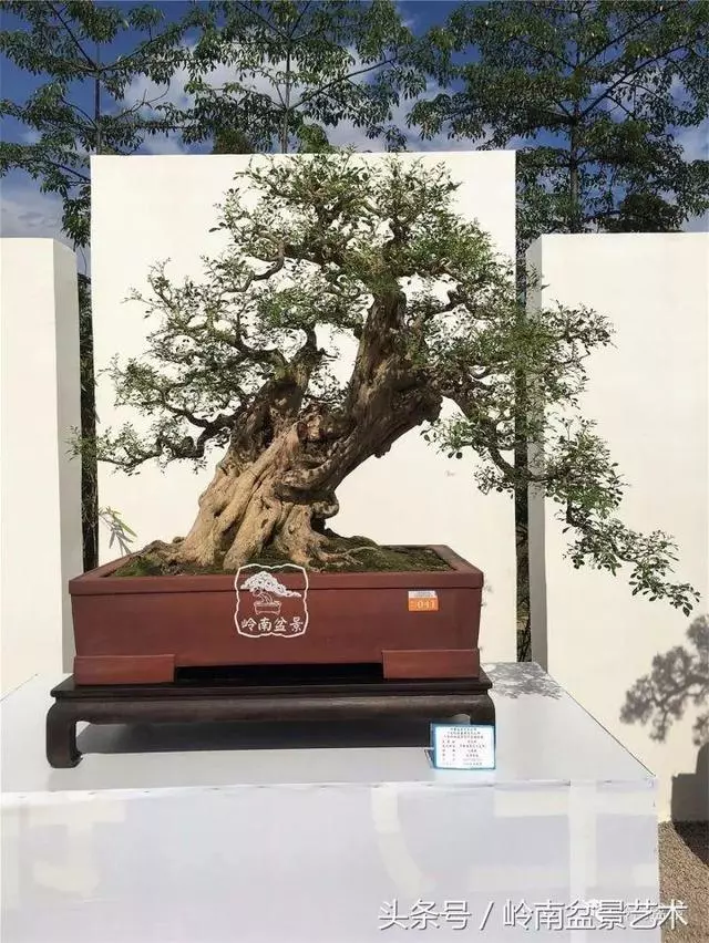 盆景的健康與價值,很大程度取決於根