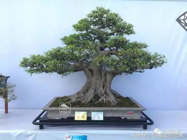盆景的健康與價值,很大程度取決於根