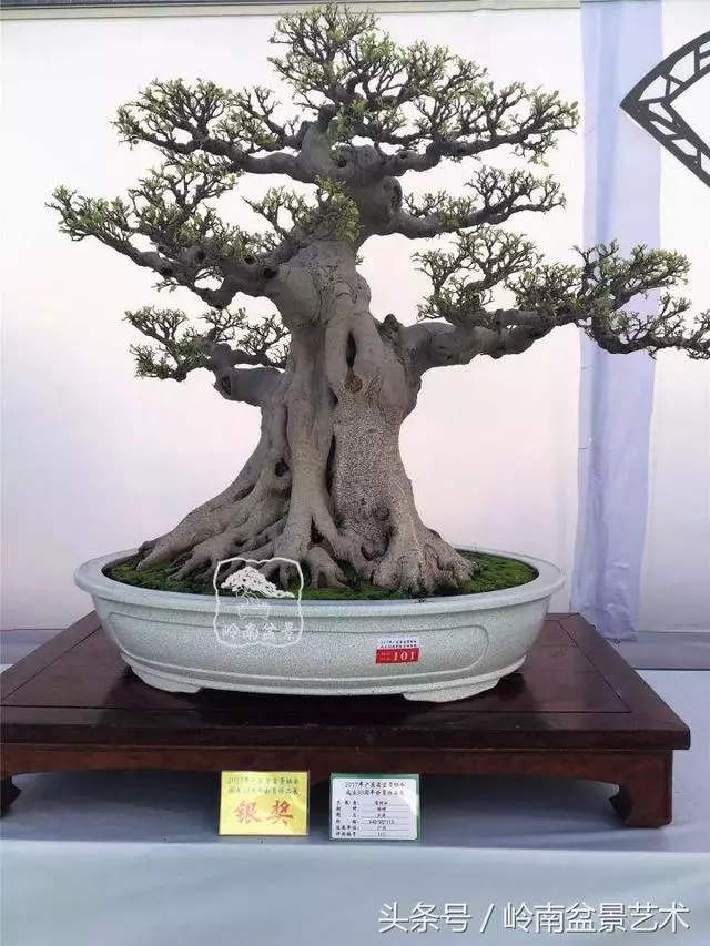 盆景的健康與價值,很大程度取決於根