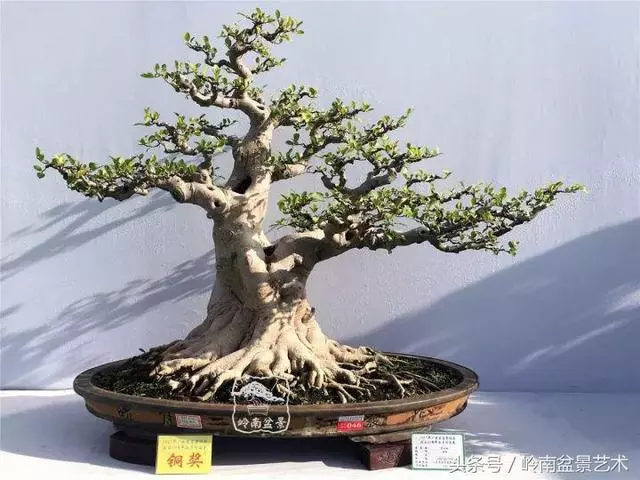 盆景的健康與價值,很大程度取決於根