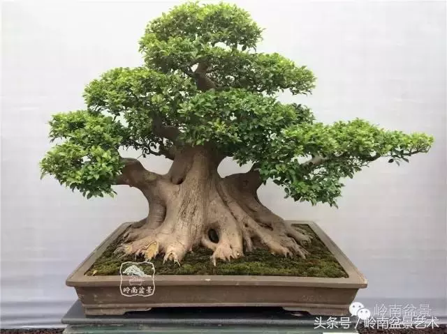 盆景的健康與價值,很大程度取決於根