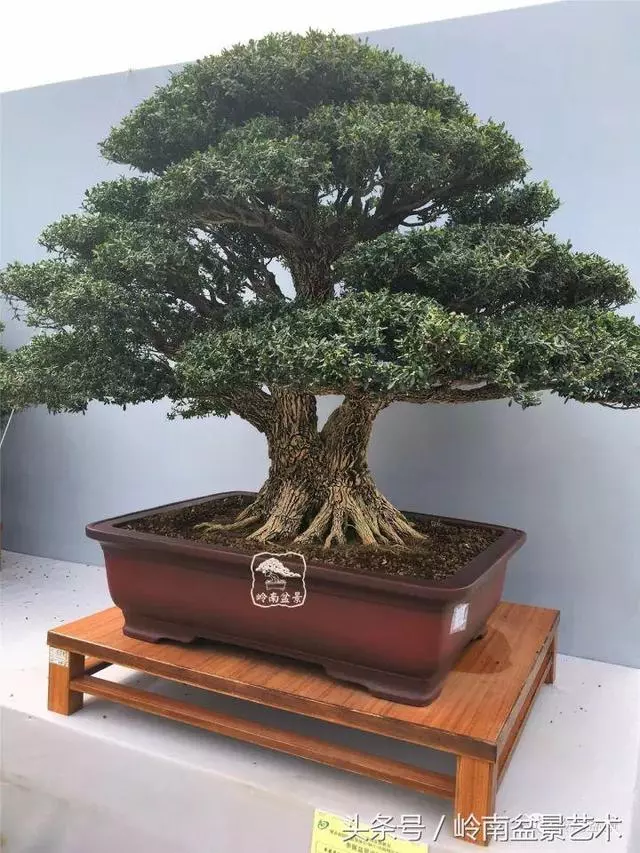 盆景的健康與價值,很大程度取決於根
