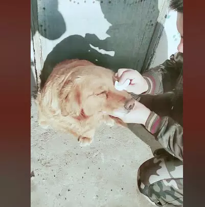 主人搬新家並沒有帶走金毛,金金風雨無阻原地等待半年多,終於感動主人被帶到新家生活!