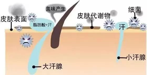 「狐臭」病人往這看!關於這些知識你一定不知道