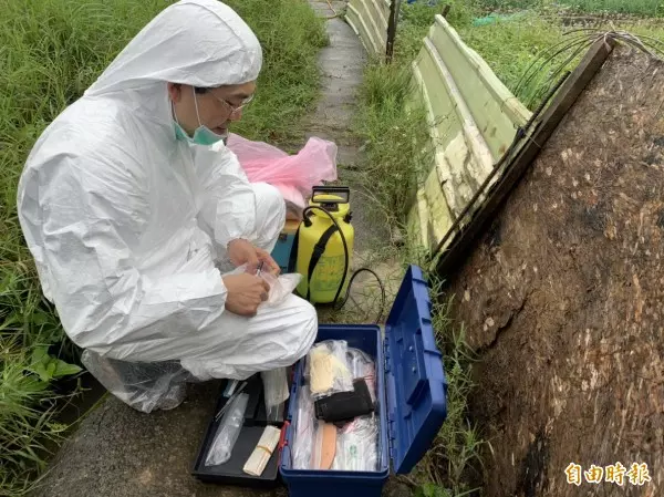 驚!桃園池邊發現死豬 桃市農業局採檢體送驗