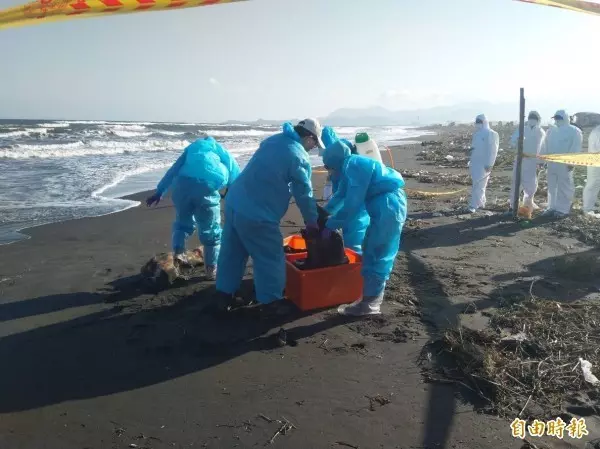 驚!桃園池邊發現死豬 桃市農業局採檢體送驗