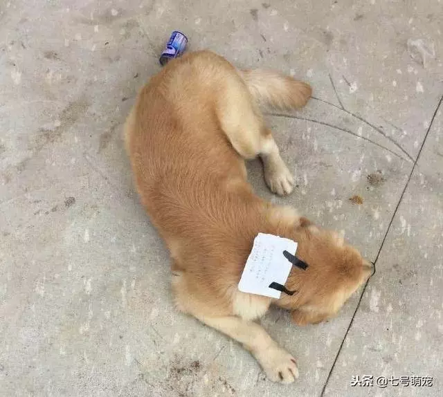 金毛離家出走,回家時頭上貼著小紙條,主人看清上面的字後笑噴了