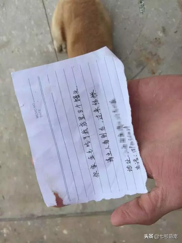 金毛離家出走,回家時頭上貼著小紙條,主人看清上面的字後笑噴了