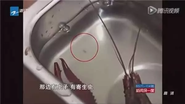 他們把小龍蝦放在超音波清洗機中…結果震出來的東西恐怖到令人頭皮發麻