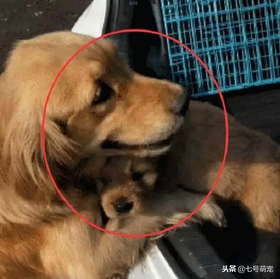 狗狗被賣給了新主人,臨走前狗媽媽含淚送別,離別這幕感人至深!