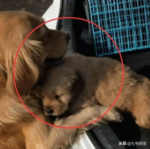 狗狗被賣給了新主人,臨走前狗媽媽含淚送別,離別這幕感人至深!