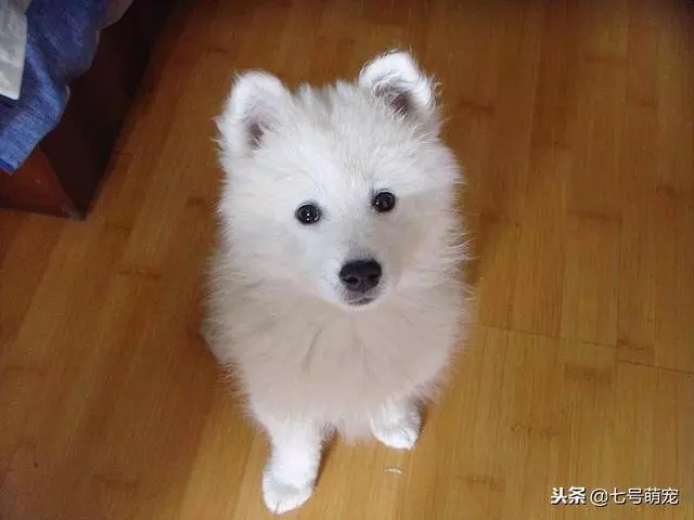 女主養了五隻狗狗,每到吃飯時就變成六隻,仔細一看笑噴,真會玩