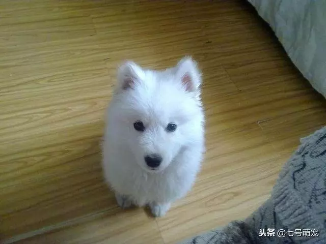 女主養了五隻狗狗,每到吃飯時就變成六隻,仔細一看笑噴,真會玩