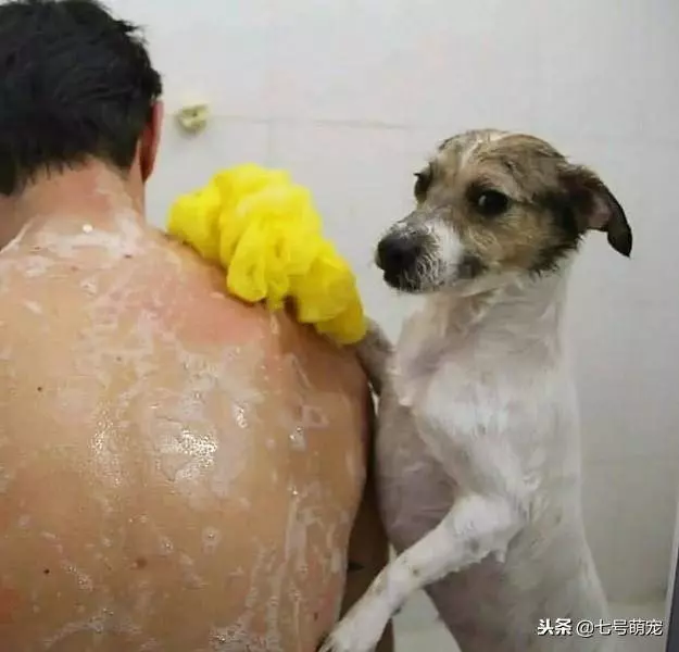 狗狗被撿回家,它為了能留在主人家,每天洗碗擦背!網友:賺大了