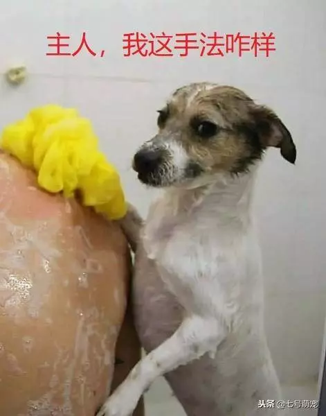 狗狗被撿回家,它為了能留在主人家,每天洗碗擦背!網友:賺大了