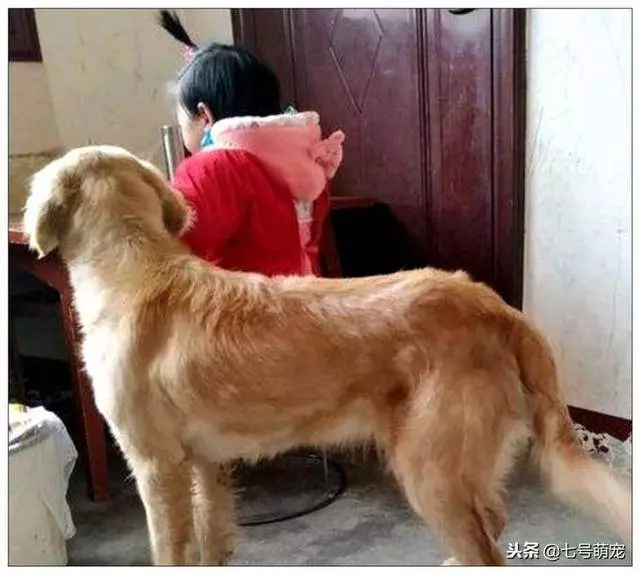 女主將女兒和金毛留在家裡,下班回家後,看到金毛的模樣笑噴了!