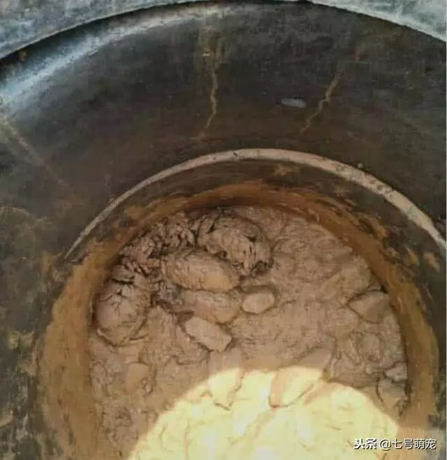 5隻小奶狗被困在泥潭中,網友好心收留,三個月後網友悔不當初!
