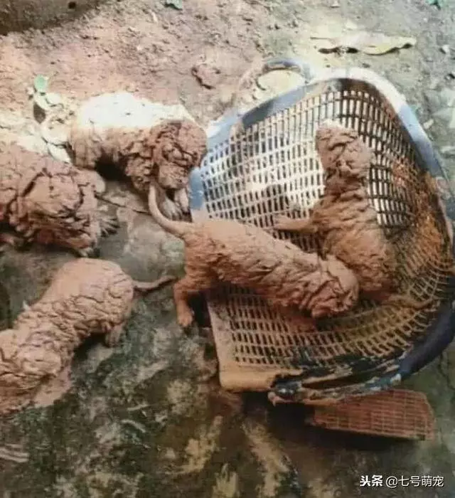 5隻小奶狗被困在泥潭中,網友好心收留,三個月後網友悔不當初!