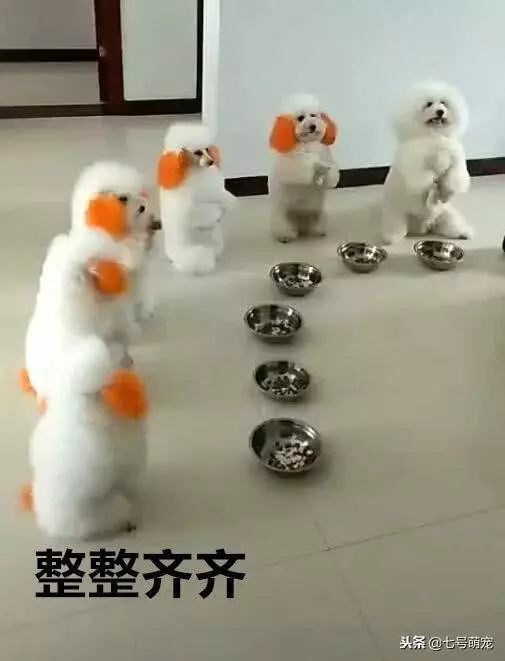 一群狗狗整齊排好隊,並且它們雙手作揖感謝主人,真是太萌了!
