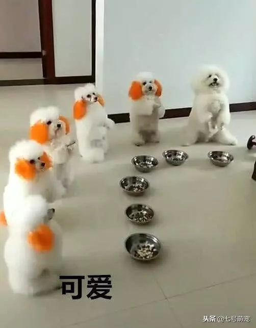 一群狗狗整齊排好隊,並且它們雙手作揖感謝主人,真是太萌了!
