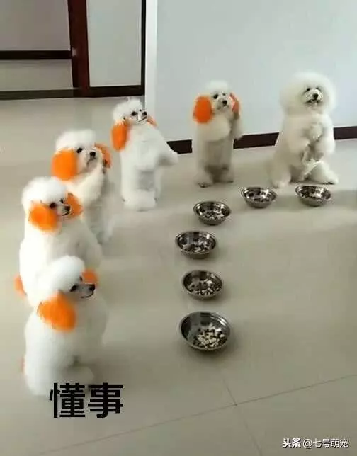 一群狗狗整齊排好隊,並且它們雙手作揖感謝主人,真是太萌了!