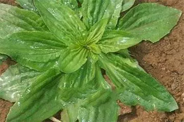 尿頻尿痛尿急,那是泌尿系感染了,一種常見的草,連吃三天幫你改善疼痛!
