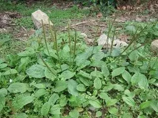 尿頻尿痛尿急,那是泌尿系感染了,一種常見的草,連吃三天幫你改善疼痛!
