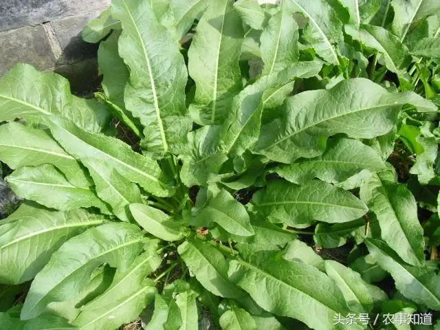 野草,也叫「金不換」,看似平凡,卻是非常昂貴的中草藥療肝炎有很好的效果