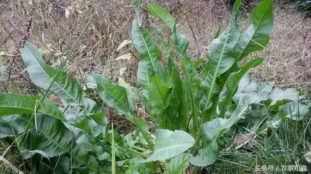 野草,也叫「金不換」,看似平凡,卻是非常昂貴的中草藥療肝炎有很好的效果