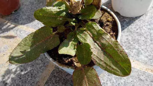 野草,也叫「金不換」,看似平凡,卻是非常昂貴的中草藥療肝炎有很好的效果