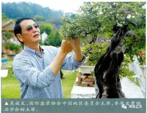 吳成發談盆景養護與管理