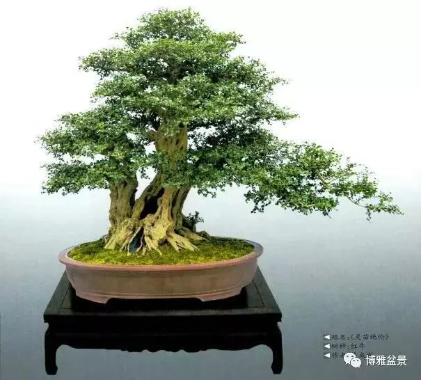 吳成發談盆景養護與管理