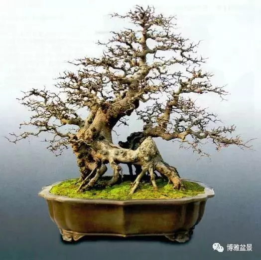 吳成發談盆景養護與管理