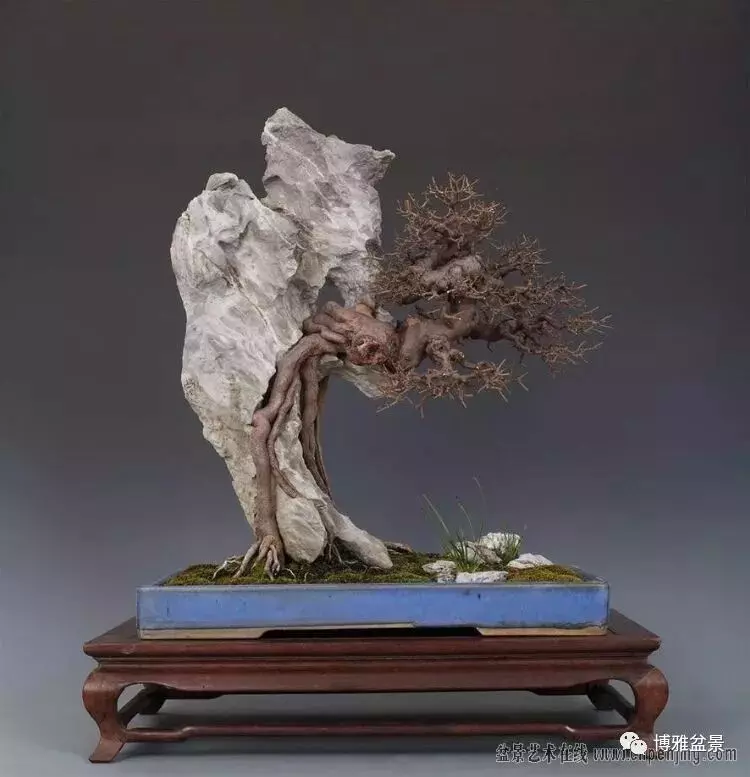 吳成發談盆景養護與管理