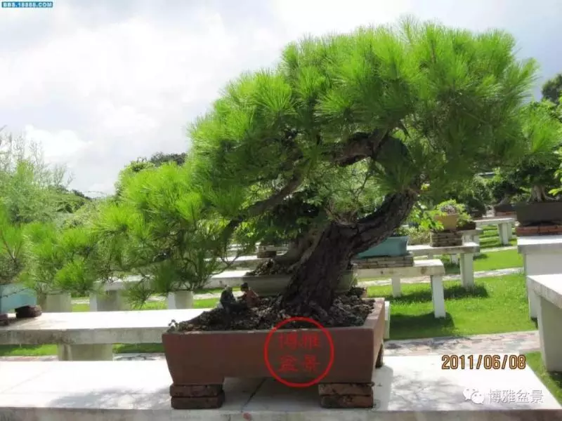 吳成發談盆景養護與管理