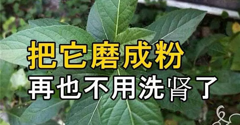 把它磨成粉 以後再也不用洗腎了 糖尿病毒也不見了
