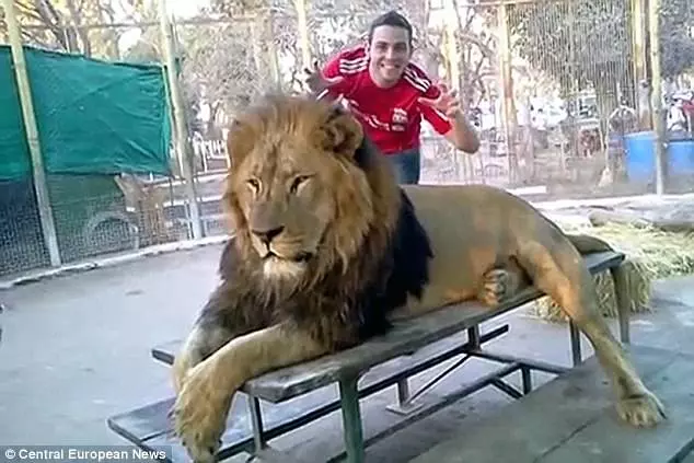 動物園開放「與獅子親密互動」大批遊客上門,專家「蒐證殘忍真相」怒轟:已經犯法了