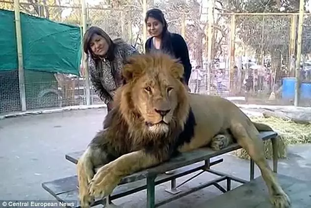 動物園開放「與獅子親密互動」大批遊客上門,專家「蒐證殘忍真相」怒轟:已經犯法了