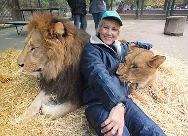 動物園開放「與獅子親密互動」大批遊客上門,專家「蒐證殘忍真相」怒轟:已經犯法了