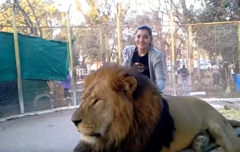 動物園開放「與獅子親密互動」大批遊客上門,專家「蒐證殘忍真相」怒轟:已經犯法了