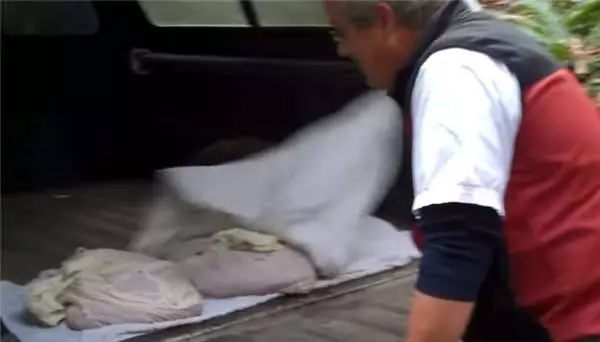 鮭魚卵「孵化過程」大曝光他把7萬顆魚卵「梭哈倒入孵化器」後手撈起來的瞬間也太療癒人心