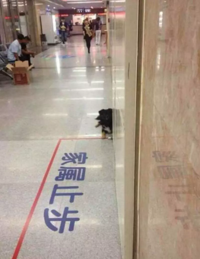 「謝謝你救了我」,淩晨1點,歹徒溜進女孩的房間,驚險之際幸得「它」現身解救