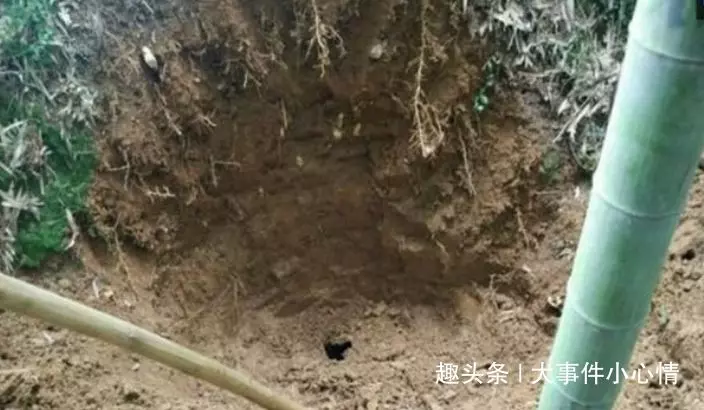 阿公上山挖竹筍不小心挖到「黃金蟒」,倉皇逃跑後想起鋤頭沒拿,回來一看驚叫:撿到寶了!