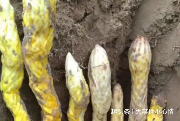 阿公上山挖竹筍不小心挖到「黃金蟒」,倉皇逃跑後想起鋤頭沒拿,回來一看驚叫:撿到寶了!