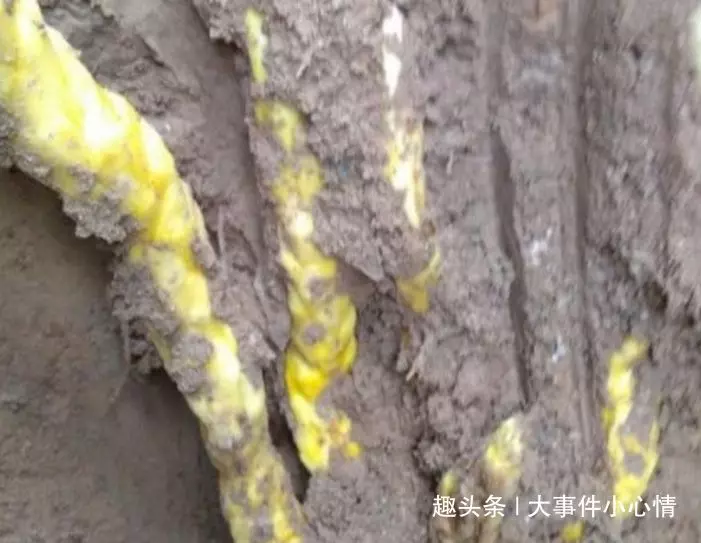 阿公上山挖竹筍不小心挖到「黃金蟒」,倉皇逃跑後想起鋤頭沒拿,回來一看驚叫:撿到寶了!