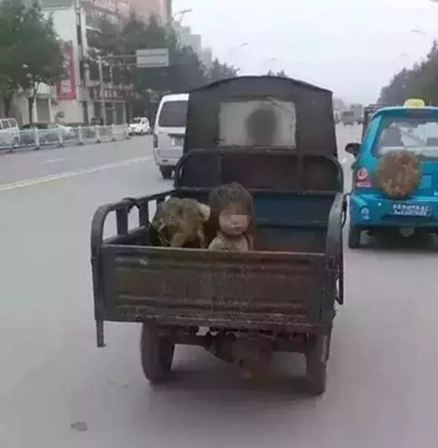 7歲孩子跟豬一起生活,長期和豬同吃同睡,髒兮兮,只因怕讓媽媽咬死