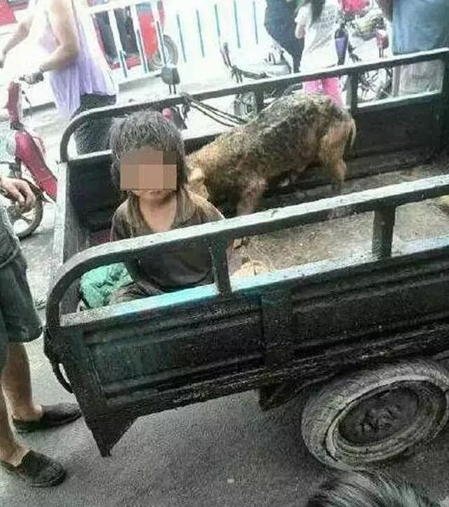 7歲孩子跟豬一起生活,長期和豬同吃同睡,髒兮兮,只因怕讓媽媽咬死