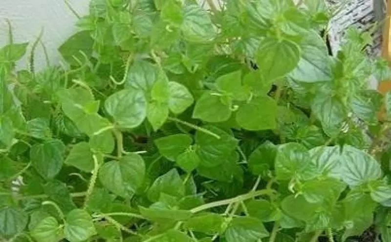 「軟骨草」可以幫到很多人請轉發,功德無量信不信由你~
