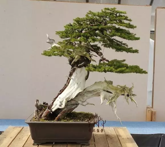 茂盛的樹冠直接被截掉一半,這樣做盆景不但不貶值還能升值