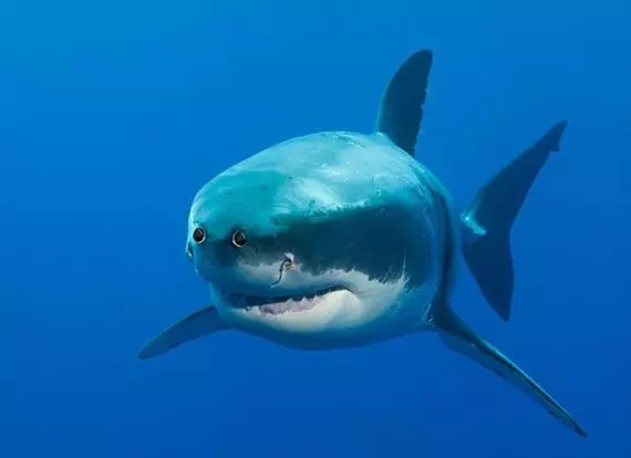 這就是為什麼動物的眼睛都「長在兩側」!如果「長在正前方」會變….金魚讓我笑到無法換氣!